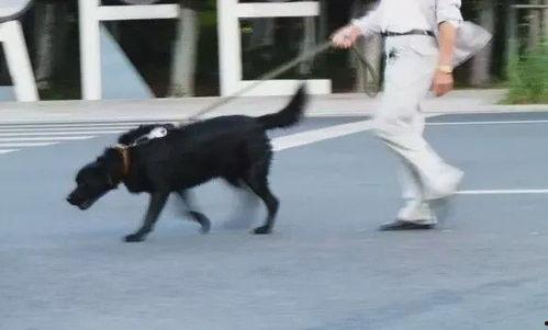 网友爆料遛狗视频大全图片,遛狗视频大全，萌宠日常欢乐多